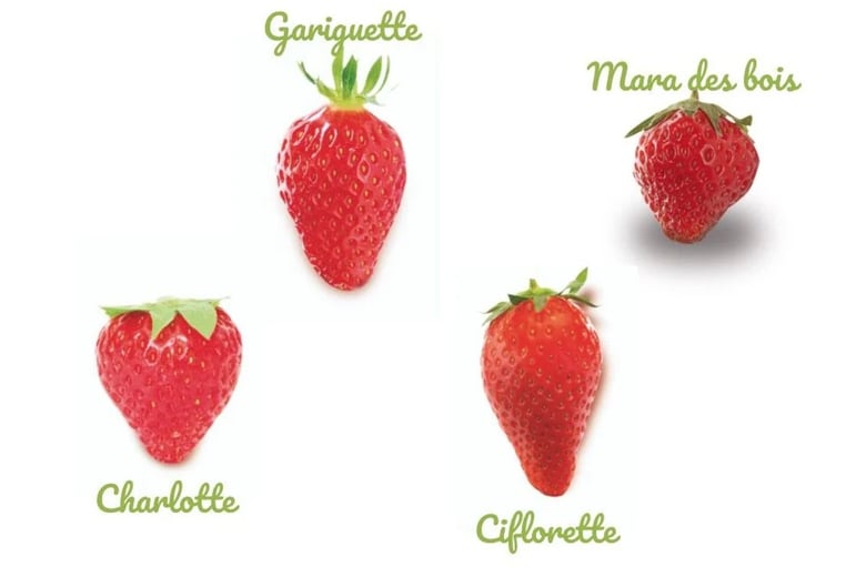 Hospitality_Insights_EHL_Fraises_002
