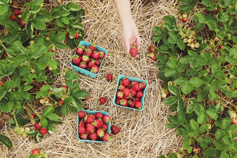 Hospitality_Insights_EHL_Fraises_012